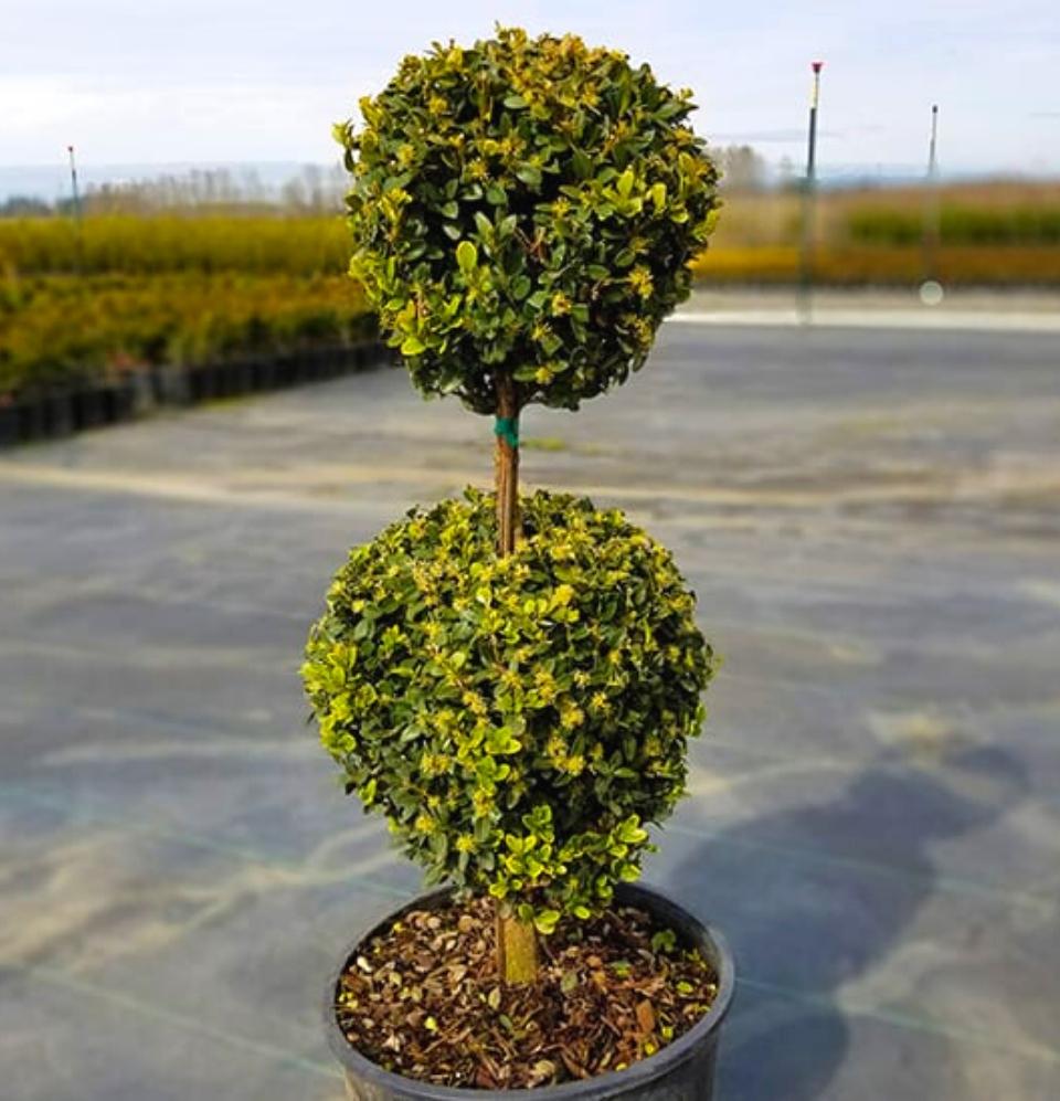 Boxwood - Green Mountain 2 Ball