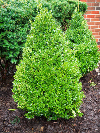 Boxwood - Green Mountain Pyramidal