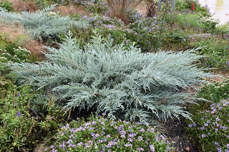 Juniper Grey Owl