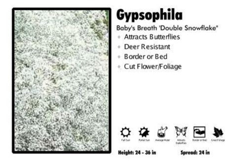 Gypsophila ‘Double Snowflake’ Baby's Breath