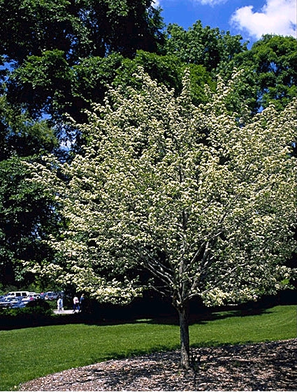 Hawthorne Winter King