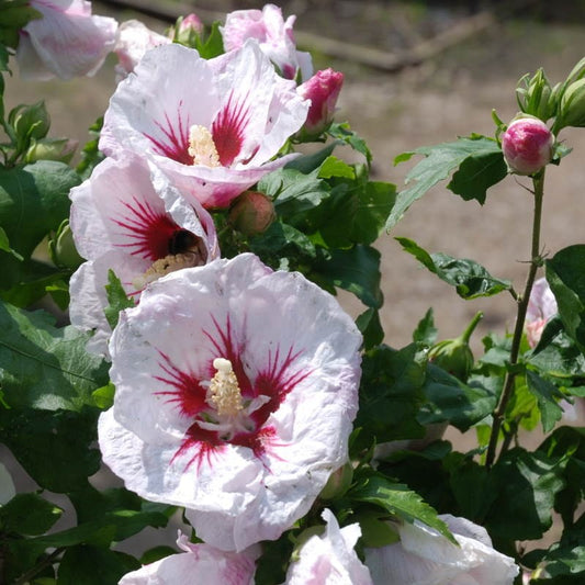 Rose of Sharon Helene