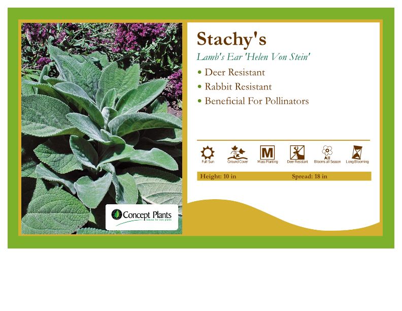 Stachy's 'Helen Von Stein' Lamb's Ear
