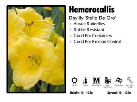 Hemerocallis - Stella De Oro - Daylily