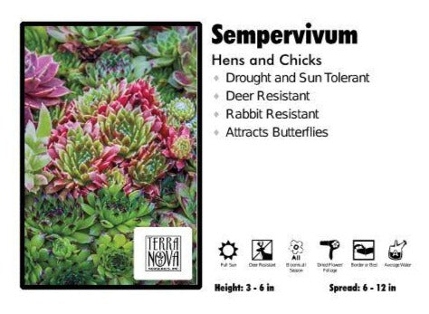Sempervivum ‘Hens and Chicks’