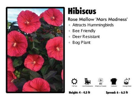 Hibiscus 'Mars Madness' Rose Mallow