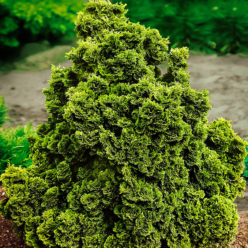 Hinoki Cypress - Dwarf (Nana)