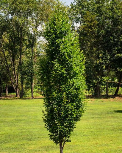 Frans Fontaine Hornbeam - Columnar European