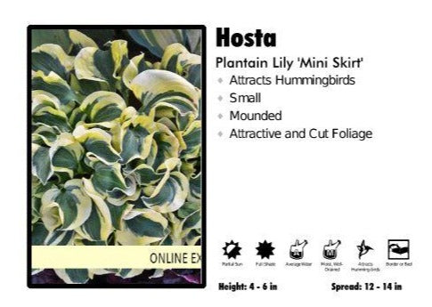 Hosta ‘Mini Skirt’