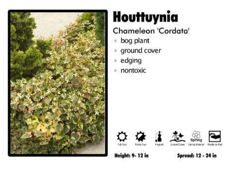 Houttuynia 'Cordata' Chameleon