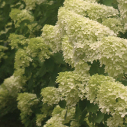 Hydrangea - Limelight
