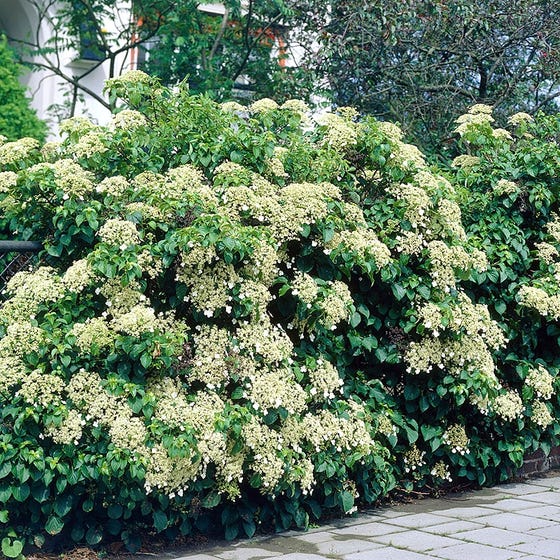 Climbing Hydrangea