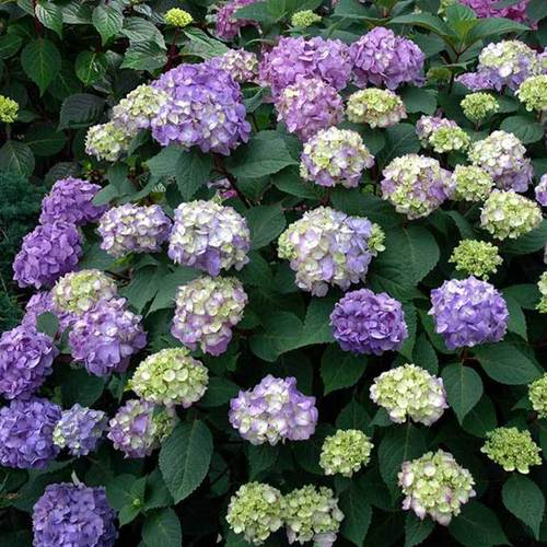 Hydrangea - Bloomstruck