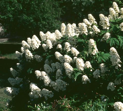 Oakleaf Hydrangea - Snow Queen