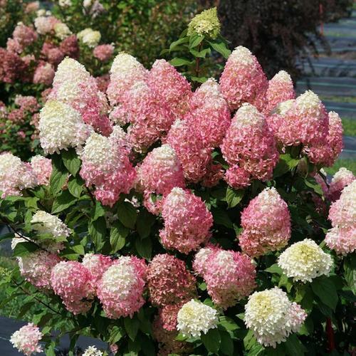 Hydrangea - Quick Fire Fab