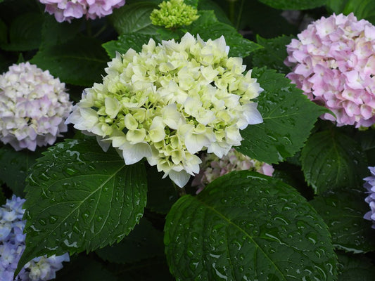 Hydrangea - David Ramsey