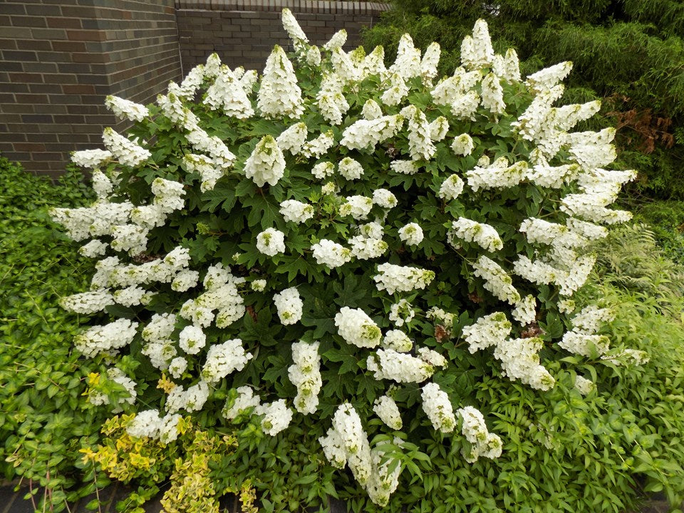 Oakleaf Hydrangea - Ruby Slipper