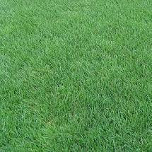 Perennial Rye Grass Seed By the Pound