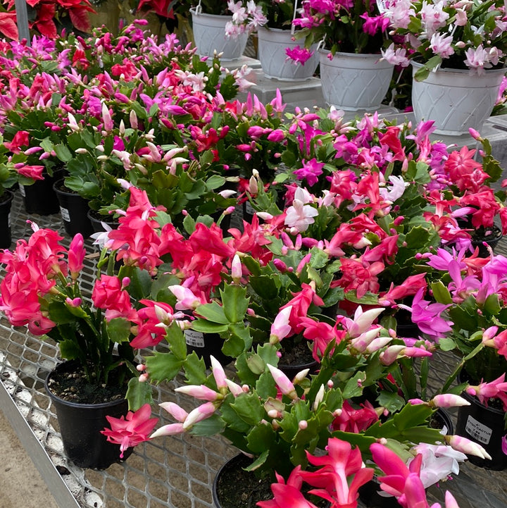 4.5” HOLIDAY CACTUS