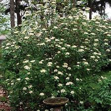 Viburnum - Mohican