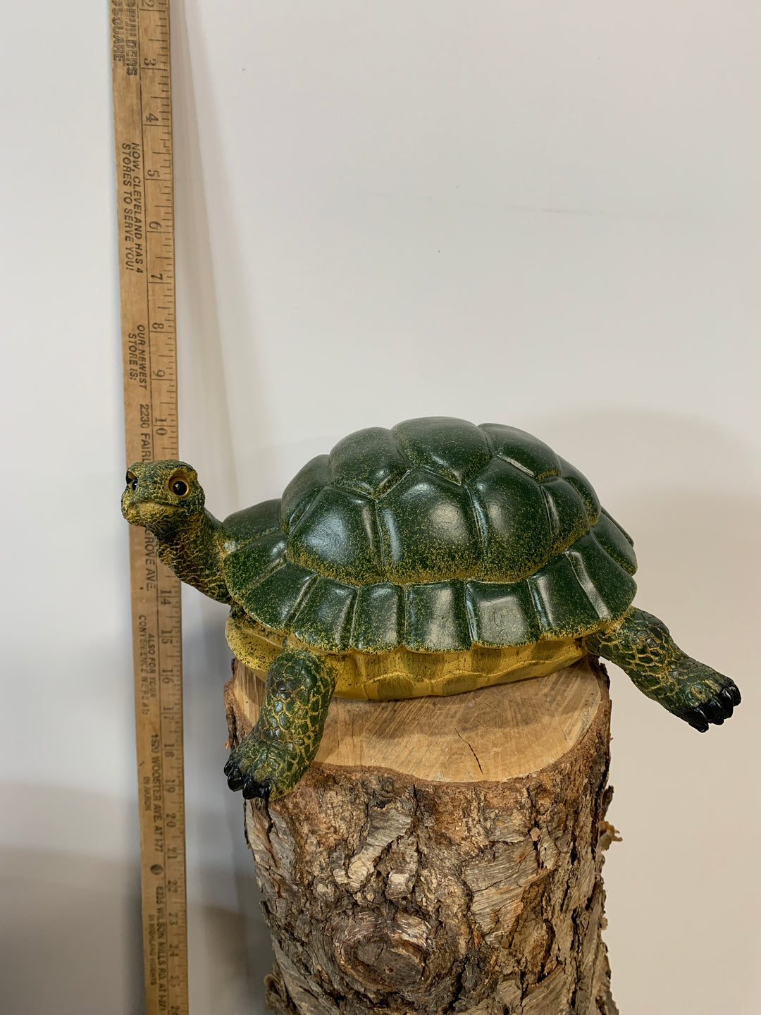 Medium Turtle