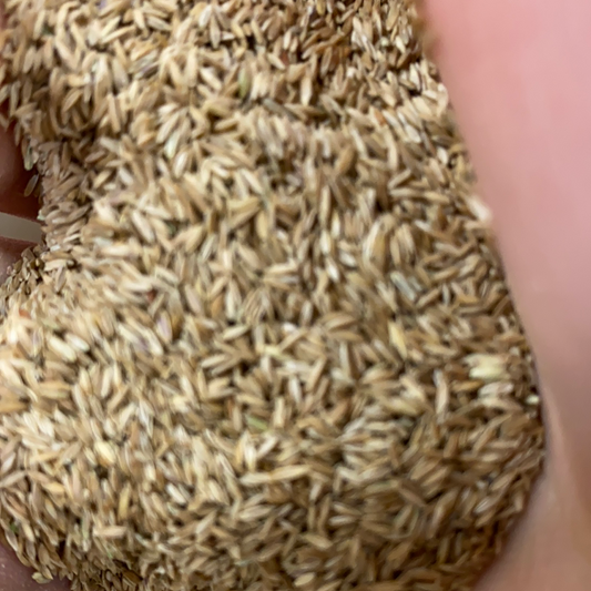 Kentucky Bluegrass by the Pound