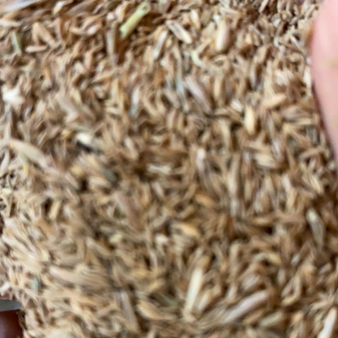 All Pro Grass Seed By the Pound