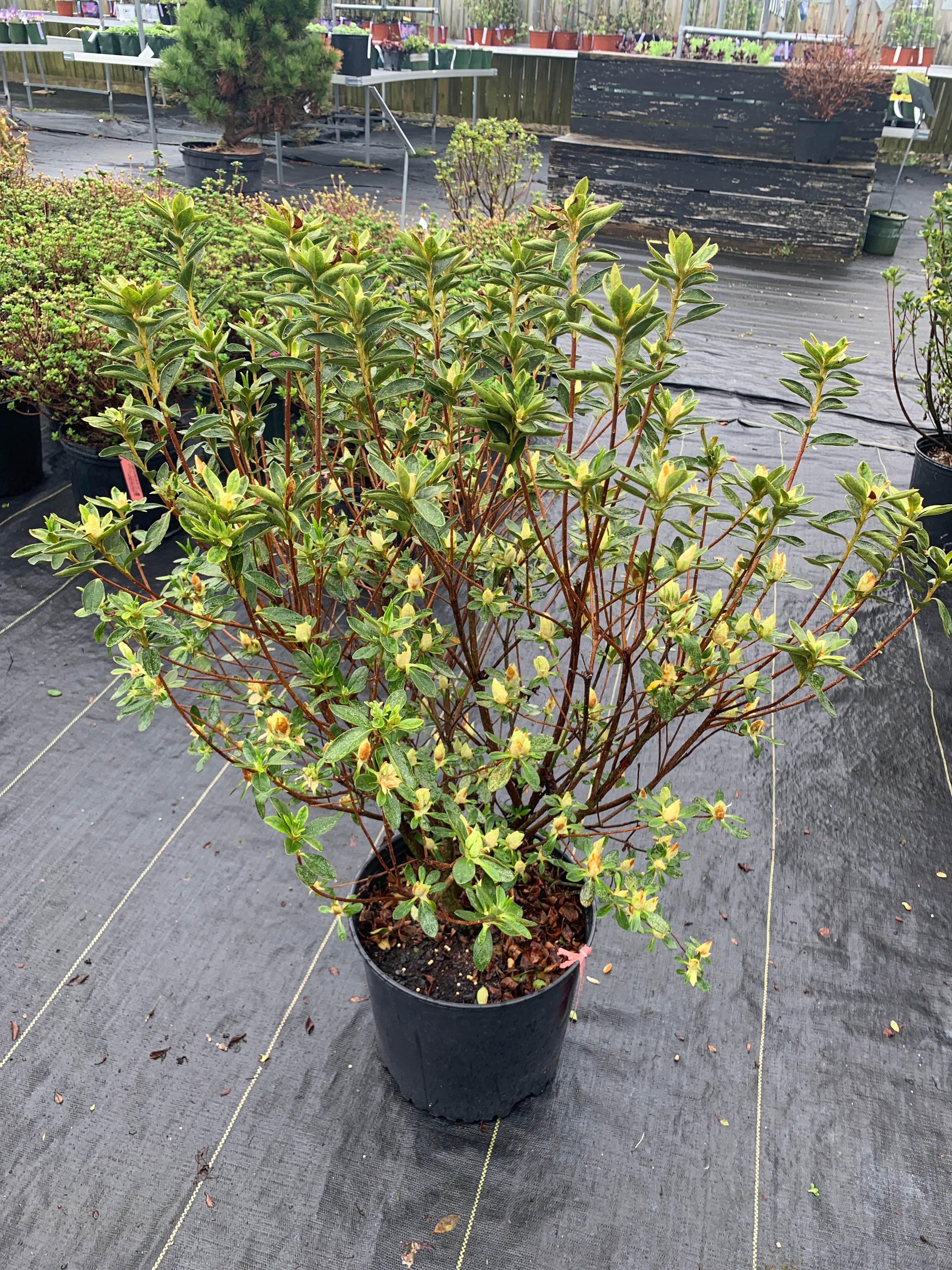 Azalea - Cascade White – Pandy's Garden Center