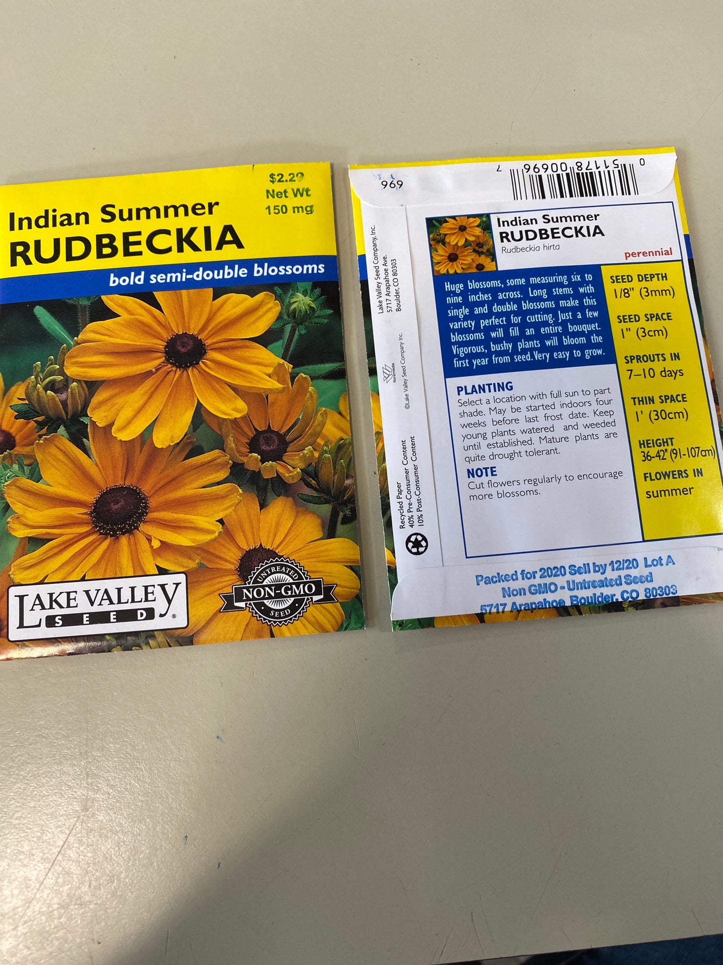 RUDBECKIA INDIAN SUMMER