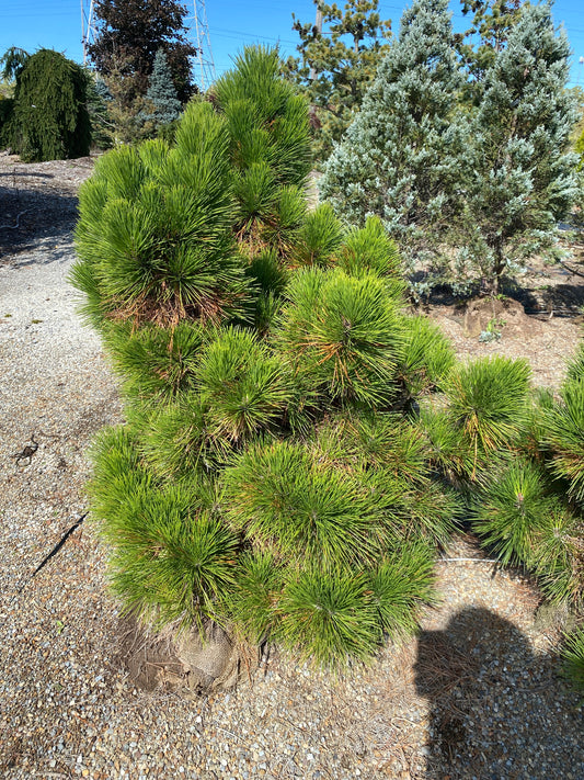 Pine Japanese - Black Thunderhead