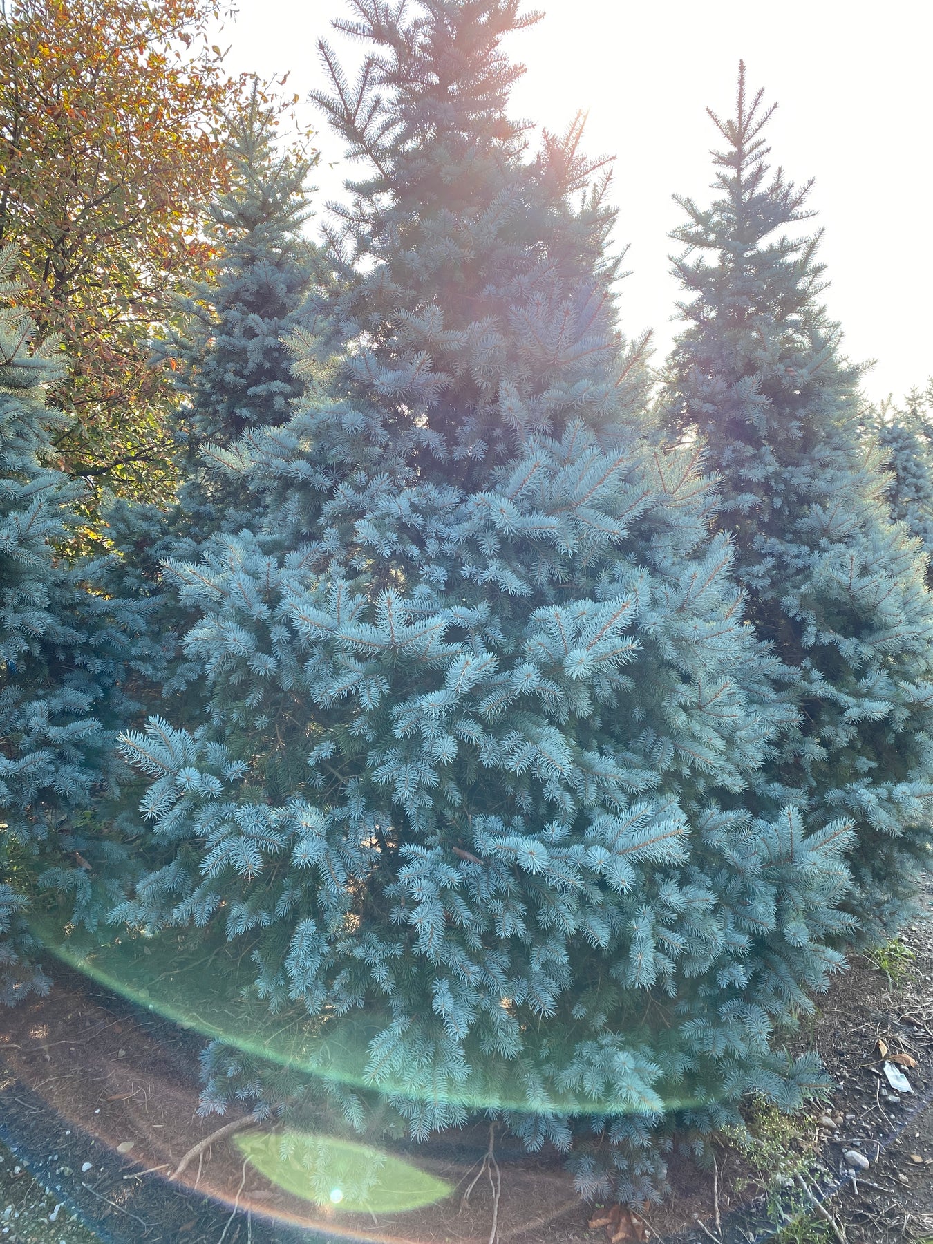 Colorado Blue Spruce Seedlings 8-14″ /20-35cm – H. Richardson Farms Ltd.