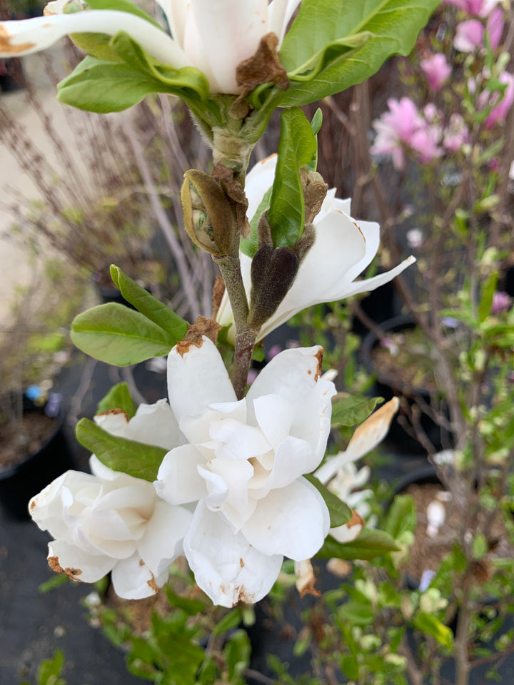 Magnolia - Royal Star