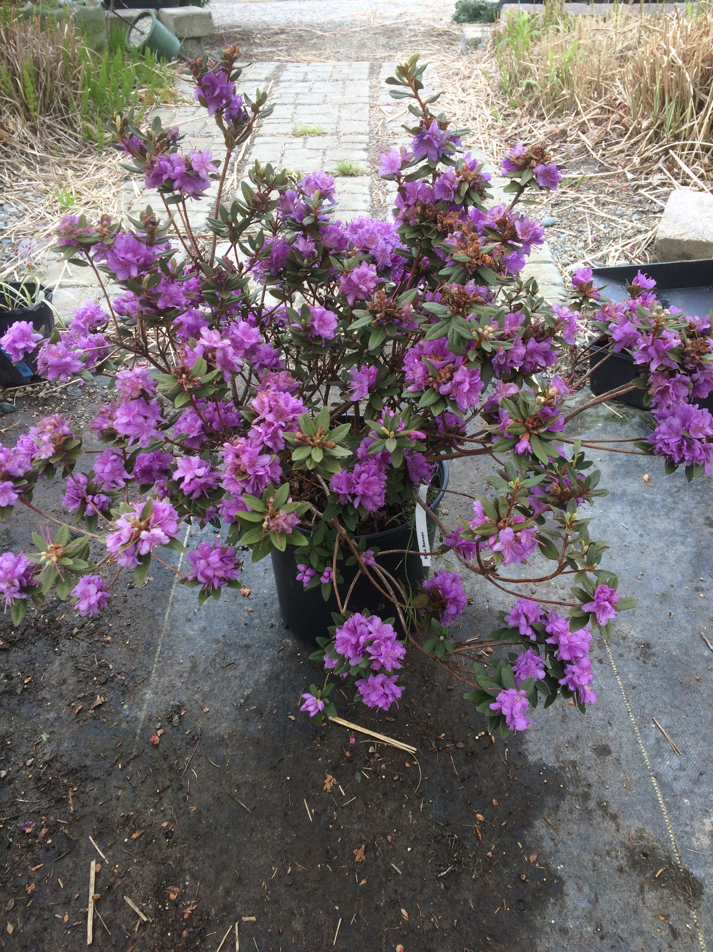 Rhododendron - Dwarf Ramapo