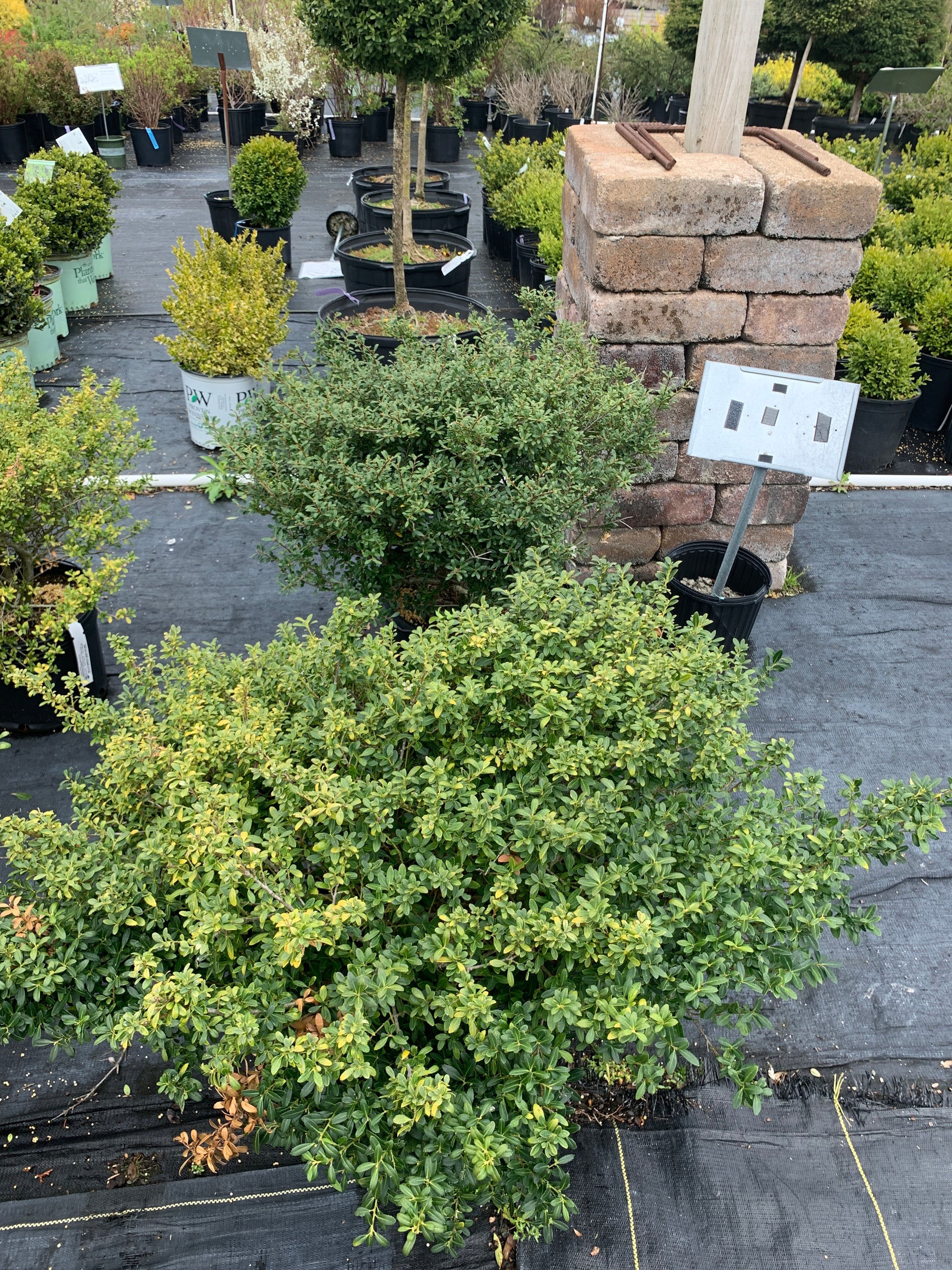 Japanese Holly