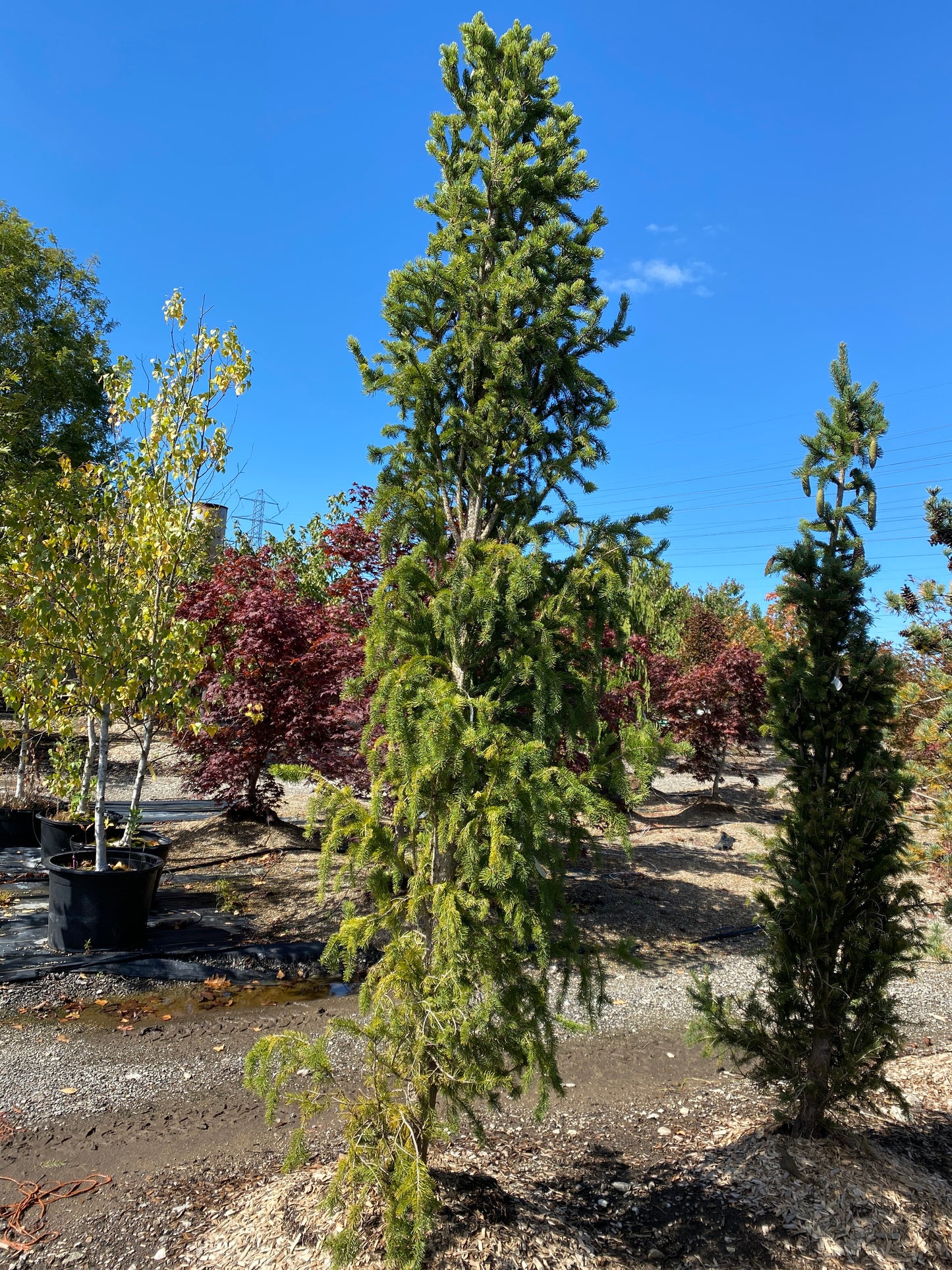 Spruce - Norway Columnar