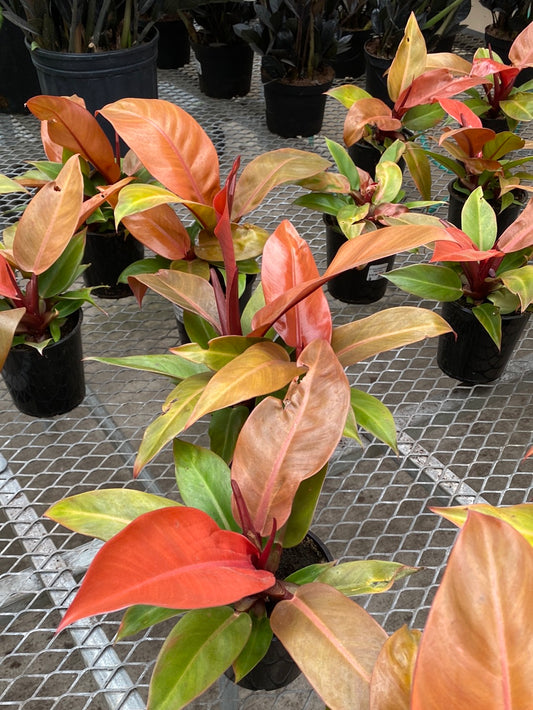 5" PHILODENDRON RED SUN