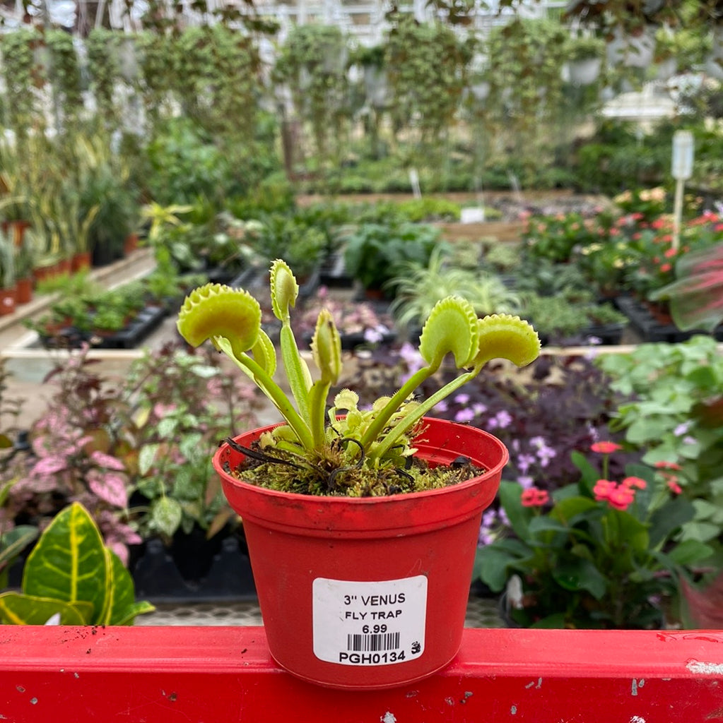 Venus Fly Trap 3 – Garden Grove Organics