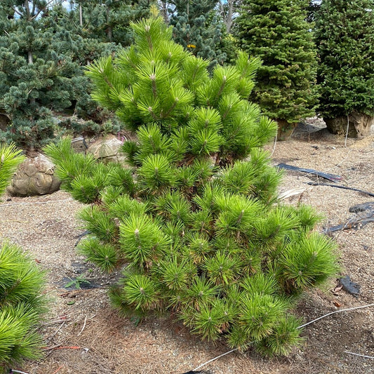 Pine Japanese Black Banshosho