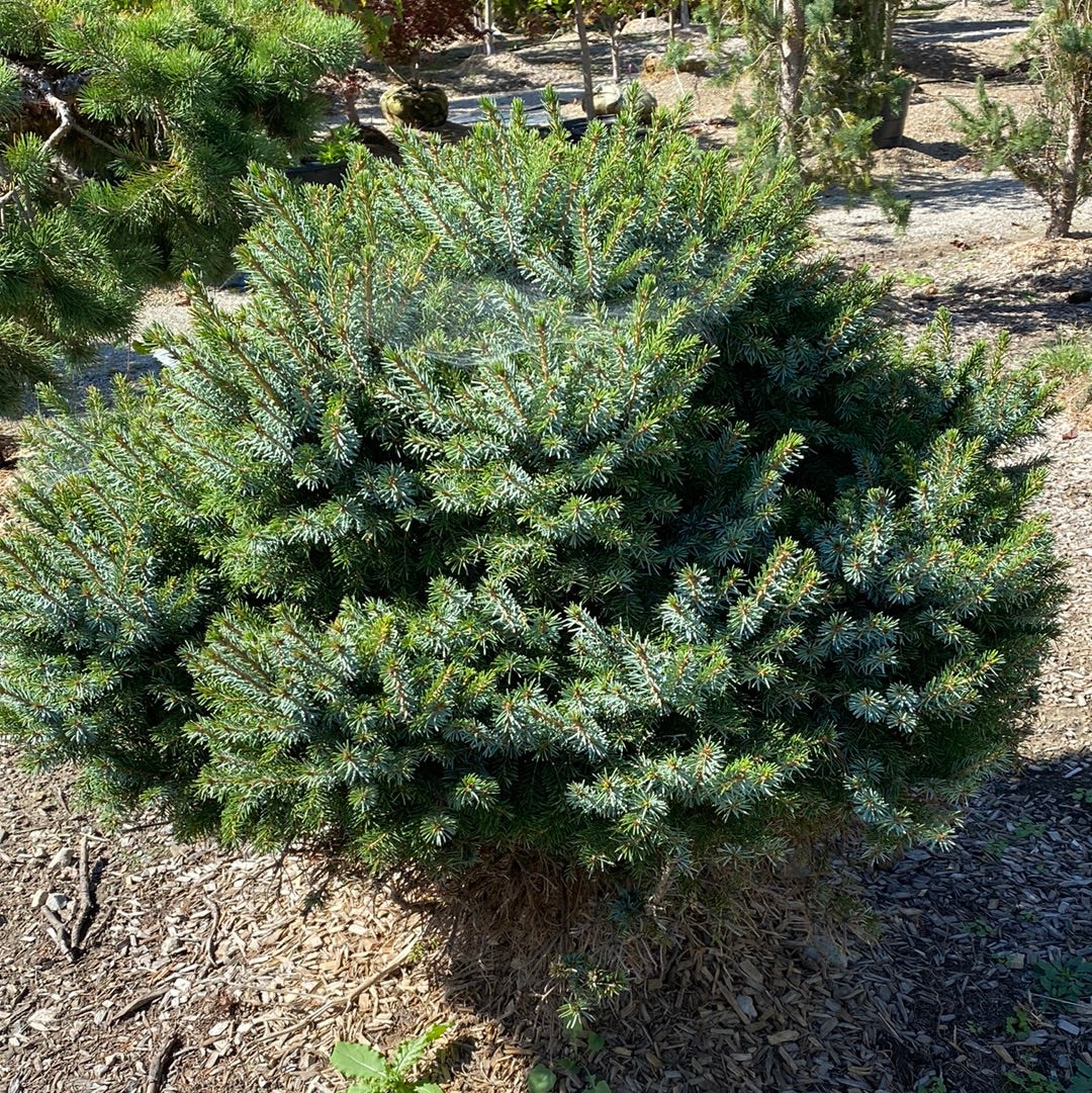 Spruce - Serbian Dwarf