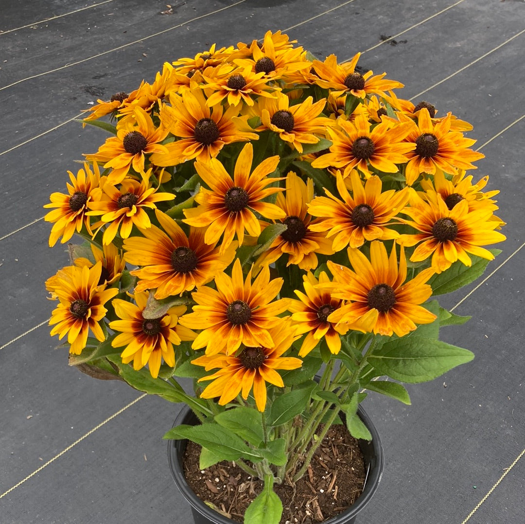 Rudbeckia Minibeckia