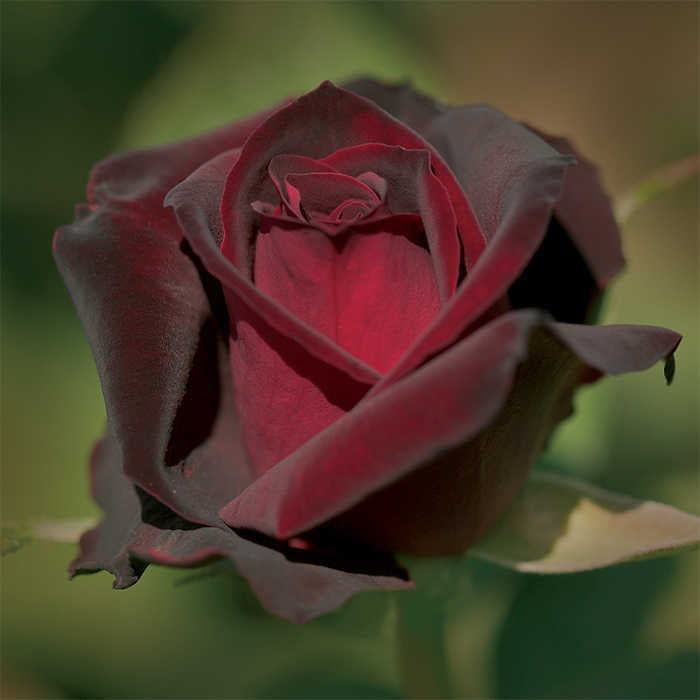 Rose - Ink Spots Hybrid Tea