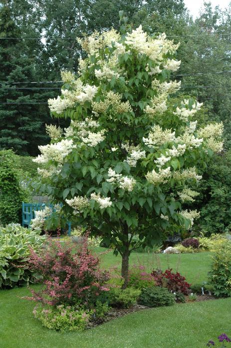 Japanese Tree Lilac Ivory Silk