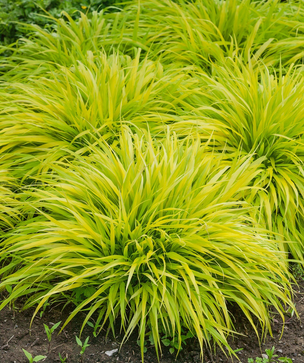 Grass - Japanese Forest Golden