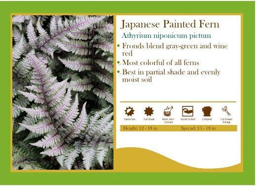 Athyrium niponicum - Japanese Painted Fern
