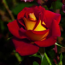 Rose - Ketchup and Mustard Floribunda