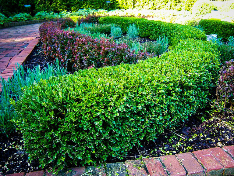 Boxwood - Dwarf Korean