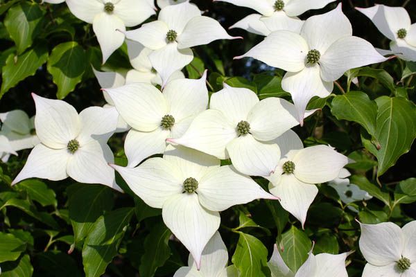 Dogwood - White Flowering Cloud Nine