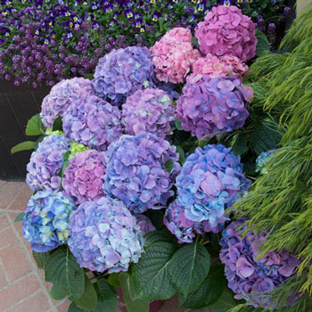 Hydrangea - LA Dreamin'
