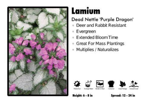 Lamium ‘Purple Dragon’ Dead Nettle