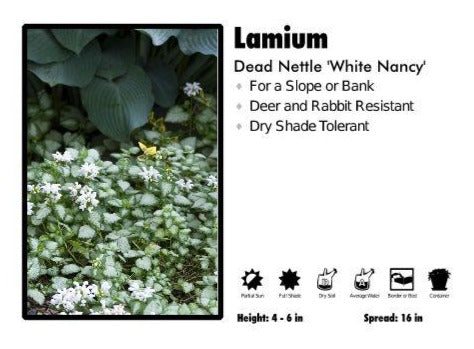 Lamium ‘White Nancy’ Dead Nettle